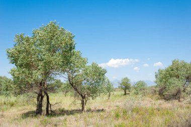Bozkır yaz. Turgai Kaydet. Çölde Gölü