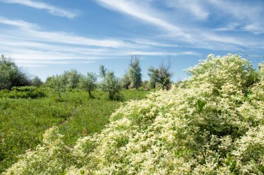 Bozkır, çayır, veldt, veld, taşkın