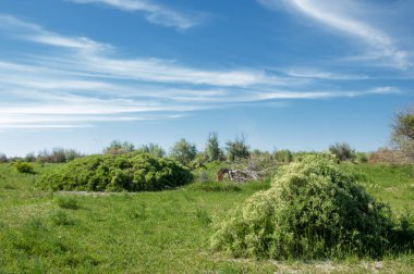 Bozkır, çayır, veldt, veld, taşkın