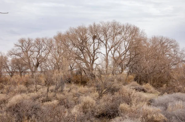 Steppe — Photo