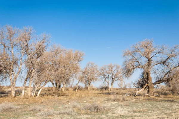 Steppe — Stock Photo, Image