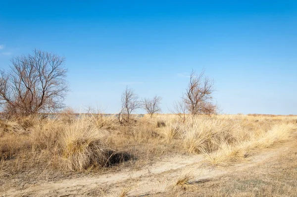 Fotografia Primavera Estepe Sem Árvores Com Grama Alta Pradaria Veld — Fotografia de Stock