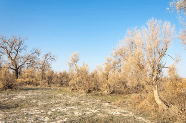 Steppe — Stock fotografie