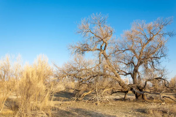 Steppe — Stock fotografie