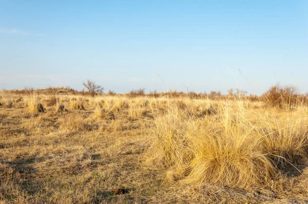 Steppe — Stock fotografie