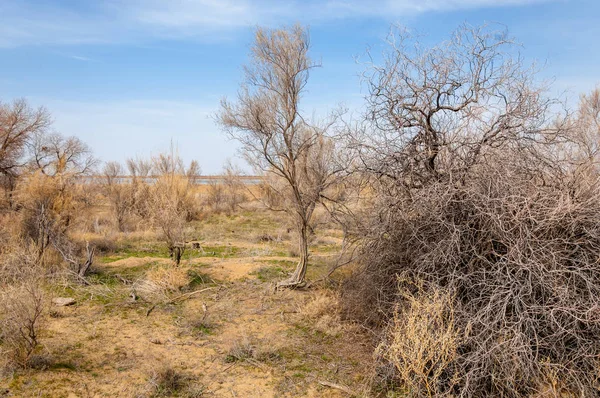 Steppe — Stock Photo, Image