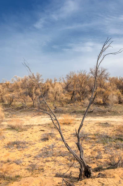 Steppe — Stock fotografie