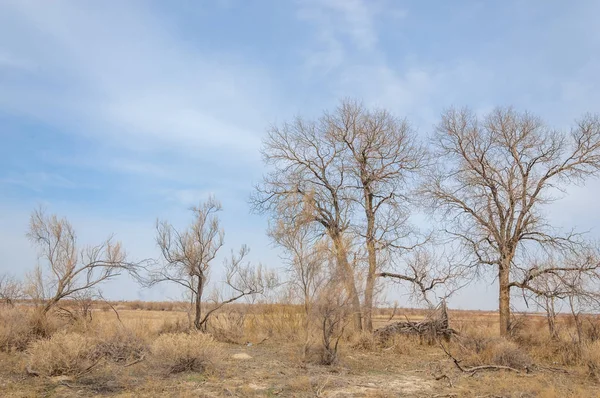 Steppe — Stock Photo, Image