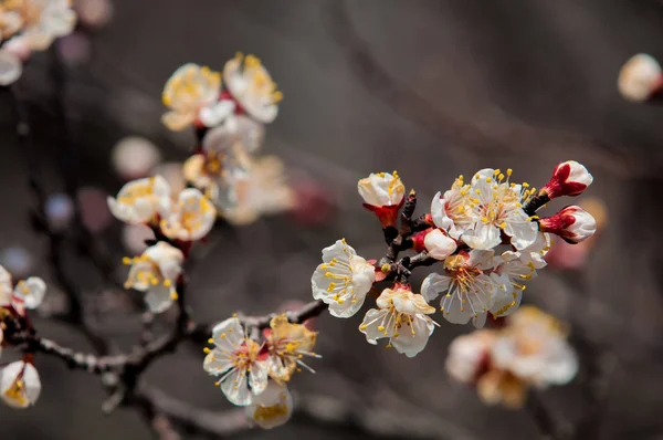 Fleurs d'abricot de printemps — Photo