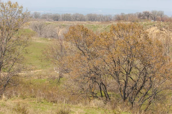 Wiązów wiosennych — Zdjęcie stockowe