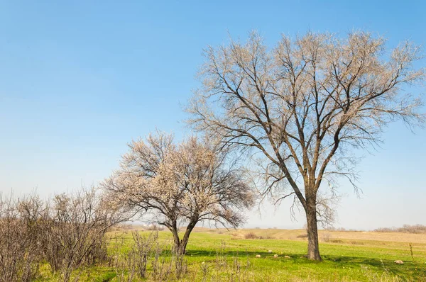 Aprikosenblüten im Frühling — Stockfoto