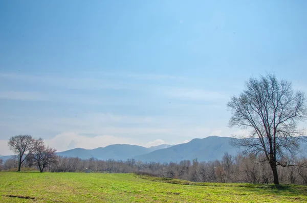 Spring field with alfalfa — Stock Photo, Image