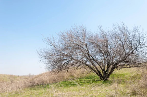 Aprikosenblüten im Frühling — Stockfoto