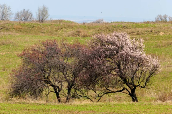 Spring apricot blossoms — Stock Photo, Image