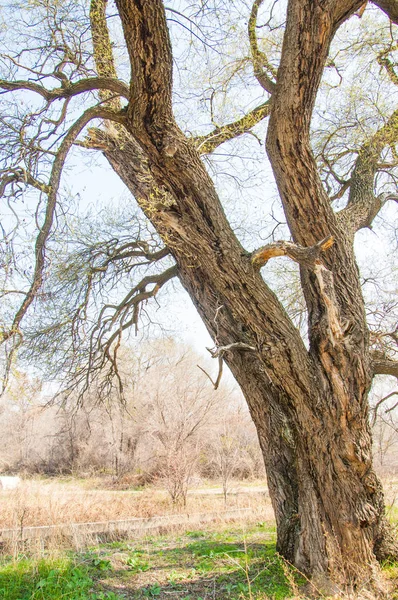 Fragilischer Salix — Stockfoto