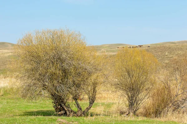 Estribaciones de primavera — Foto de Stock