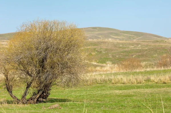 Estribaciones de primavera — Foto de Stock