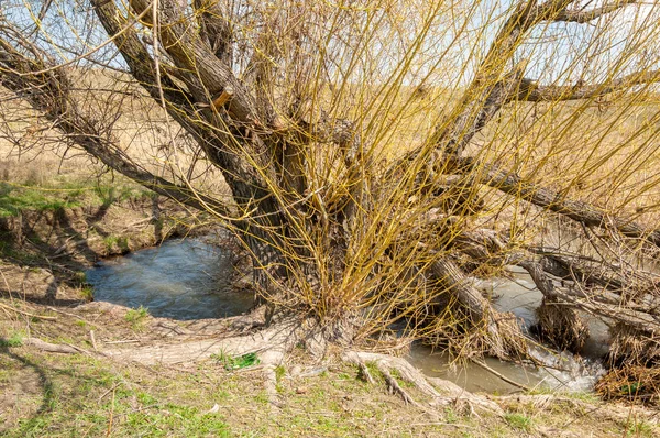 Spring creek — Stock Photo, Image