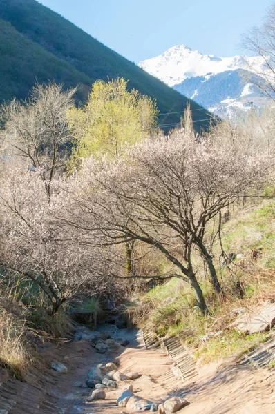 杏花山 — 图库照片