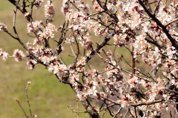 Apricot flowers mountains — Stock Photo, Image