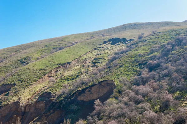 Aprikosenblüten Berge — Stockfoto