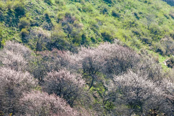 Albaricoque flores montañas — Foto de Stock