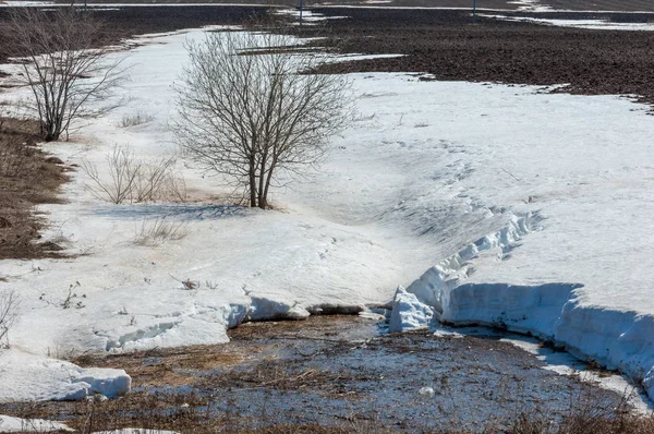 Baharın ilk günleri, geçen yılın karı, sular akar, yalnız bir ağaç.