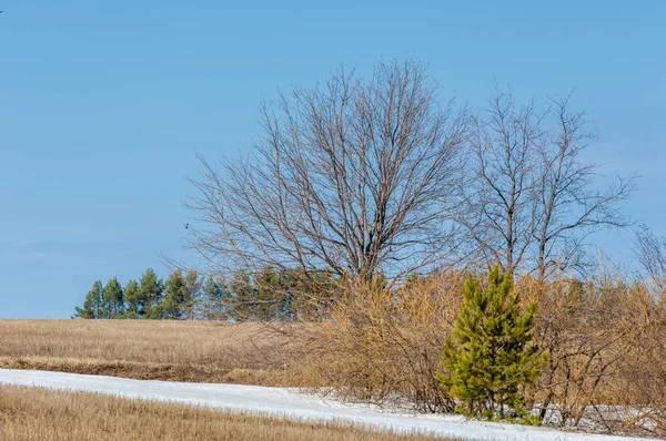 Erken bahar tahıl sakalı biçilmiş eski kar, w dereleri