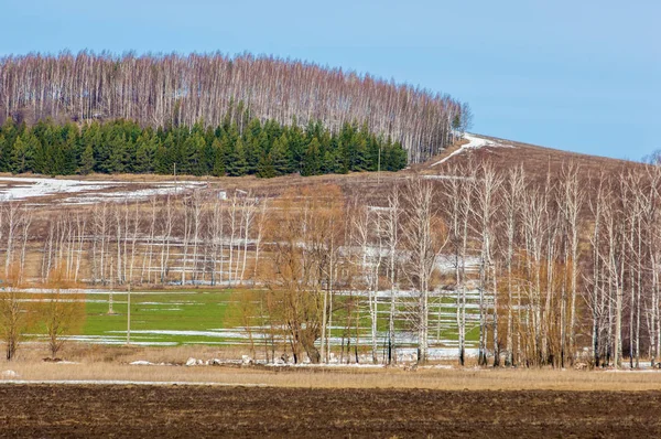 Campo arado a principios de primavera, colina cubierta de bosque, abedul — Foto de Stock