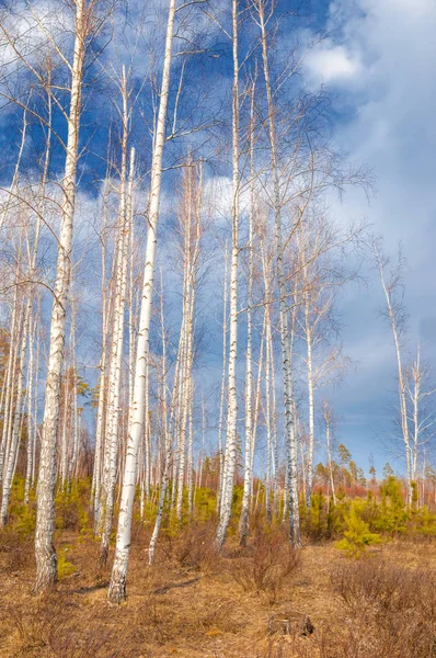 Inizio primavera nella foresta di betulle — Foto Stock