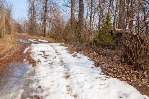 Camino rural en el bosque a principios de primavera — Foto de Stock