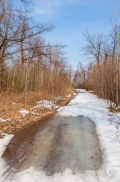 Camino rural en el bosque a principios de primavera — Foto de Stock