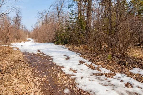 Venkovská cesta v lese na jaře — Stock fotografie
