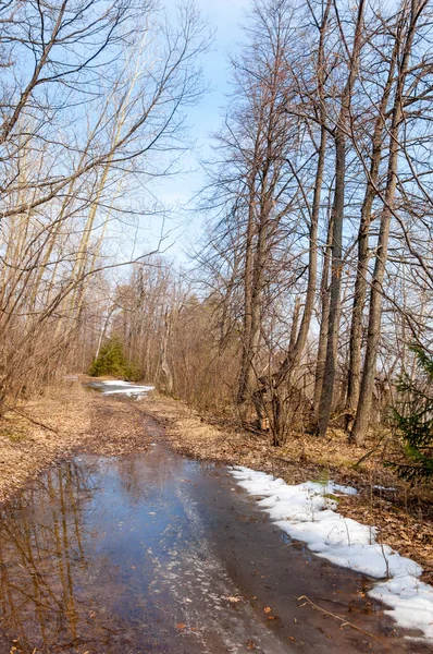 Camino rural en el bosque a principios de primavera — Foto de Stock