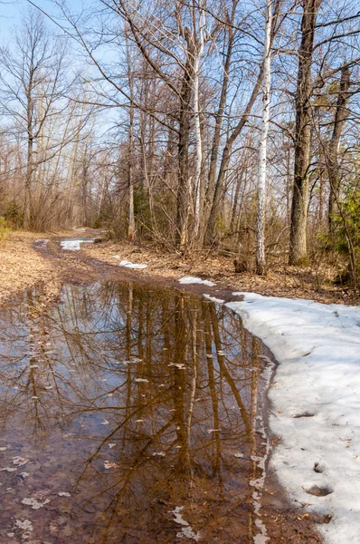 Strada di campagna nella foresta all'inizio della primavera — Foto Stock