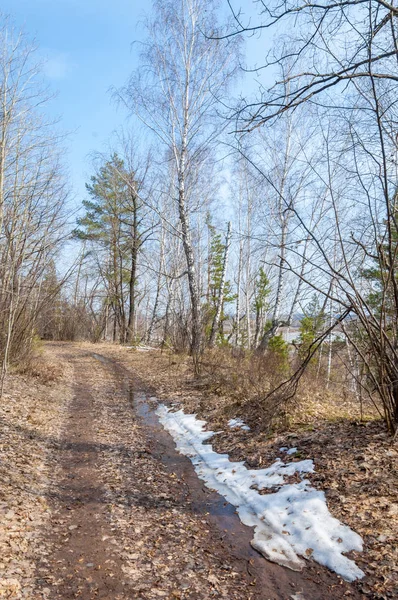 Camino rural en el bosque a principios de primavera — Foto de Stock