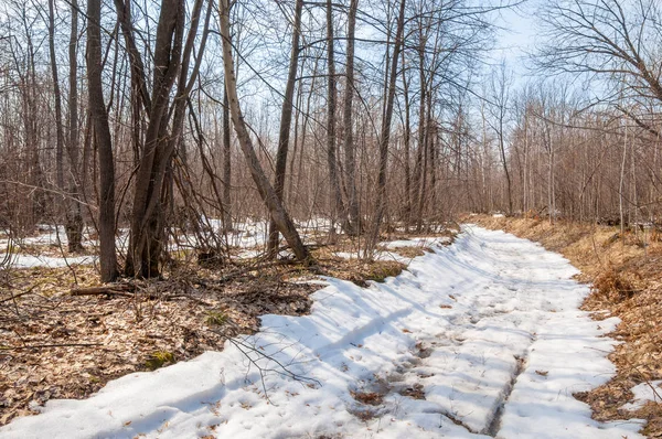 Camino rural en el bosque a principios de primavera — Foto de Stock