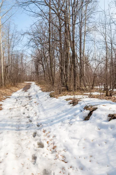 Landweg in het bos in het vroege voorjaar — Stockfoto