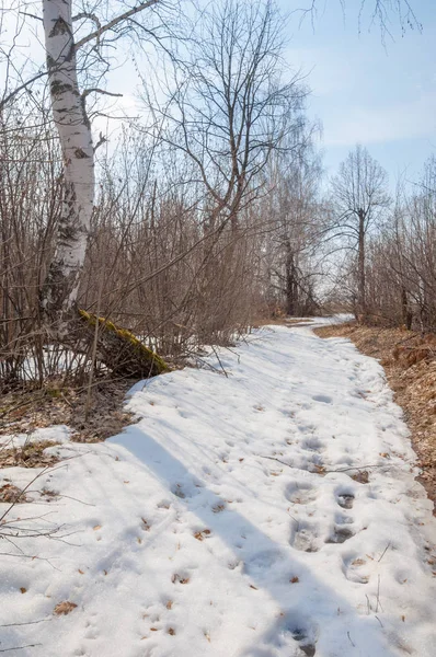 Landweg in het bos in het vroege voorjaar — Stockfoto