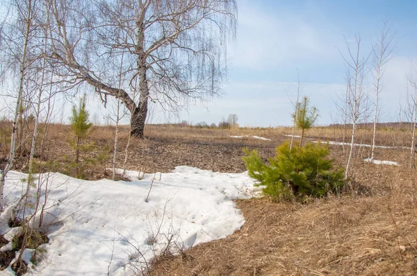 Flache Schlucht, der alte Schnee, der frühe Frühling, Birken und Kiefern, — Stockfoto