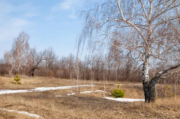 Vorfrühling, Birke im Vorfrühling, Reste des alten Schnees — Stockfoto