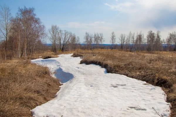 Principios de primavera, abedul a principios de primavera, los restos de nieve vieja — Foto de Stock