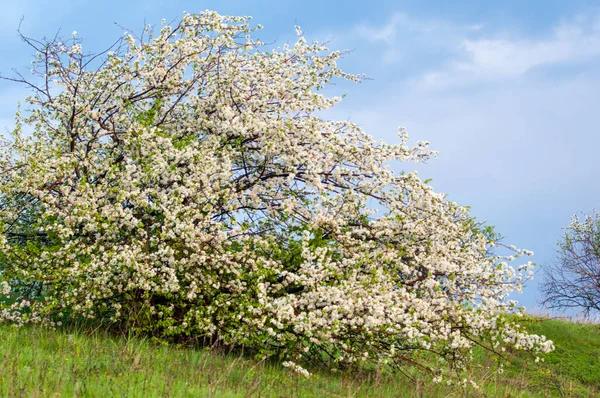 Bloeiende appelboom op zonsondergang achtergrond — Stockfoto