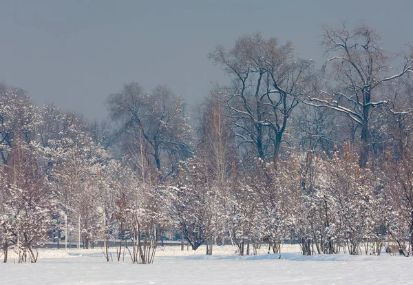 Park an erster Stelle, Parklandschaft im Winter im Nebel — Stockfoto