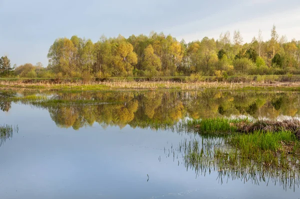 Spring landscape. A beautiful spring landscape with a swamp, Sun — Stock Photo, Image