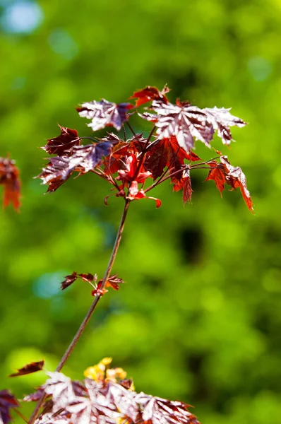 Acer rubrum bordo vermelho, também conhecido como pântano, água ou bordo macio , — Fotografia de Stock