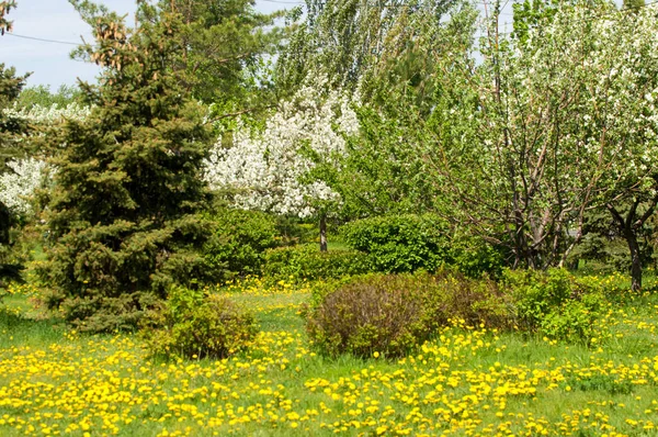 Spring landscape, apple. Spring flowers. A blossoming apple on a