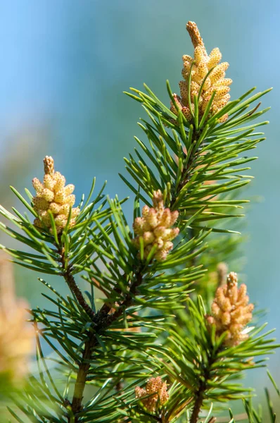 春に松の春。若い緑の松の枝。春 — ストック写真