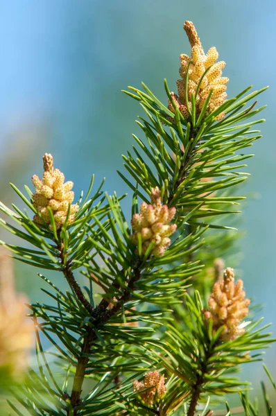 Sprig of pine in the spring. Young green pine branch. Spring for — Stock Photo, Image