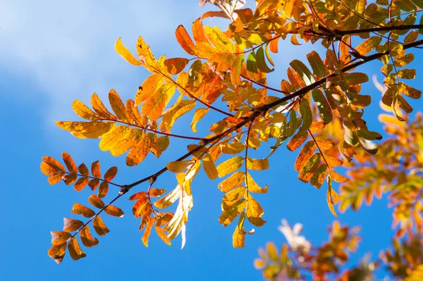 Яркие осенние листья в естественной среде. Осенние листья — стоковое фото